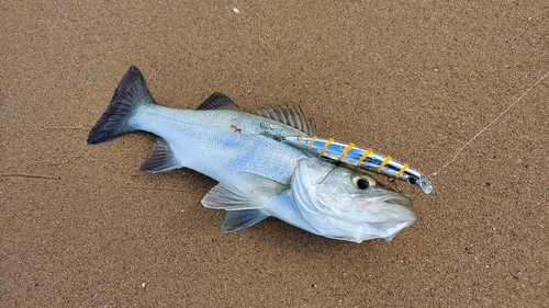 ヒラスズキの釣果