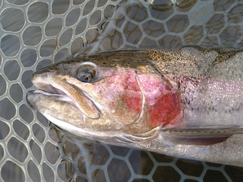 ニジマスの釣果