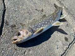 アメマスの釣果