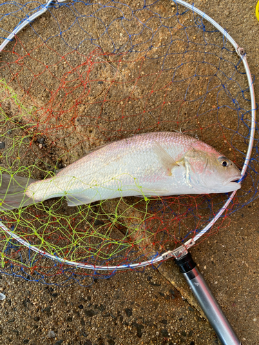 シログチの釣果