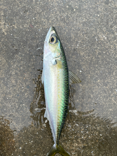 サバの釣果