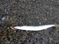 カマスの釣果