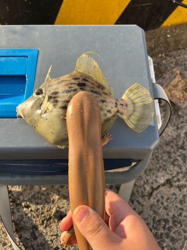 カワハギの釣果