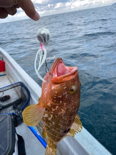 アコウの釣果