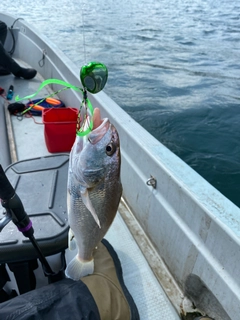 シログチの釣果