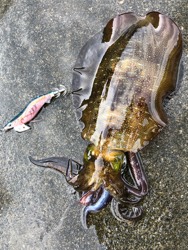 アオリイカの釣果