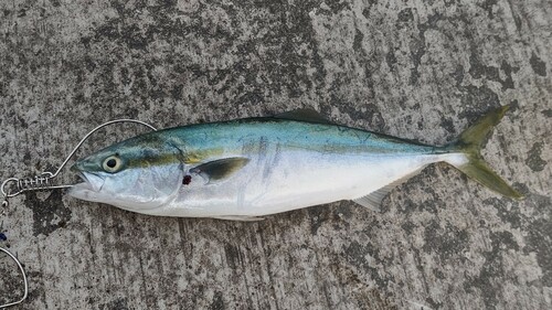 ツバスの釣果