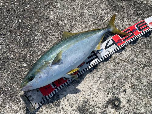 ハマチの釣果