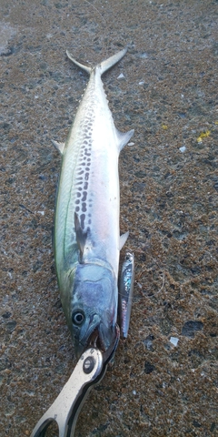 サゴシの釣果