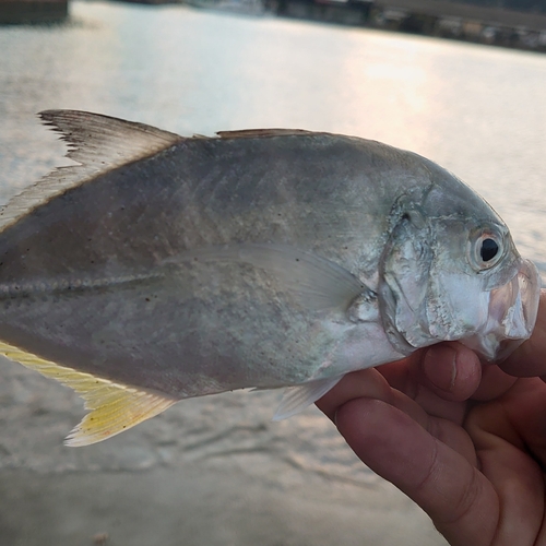 メッキの釣果