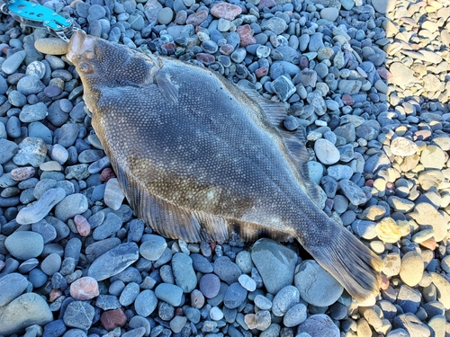 マツカワの釣果