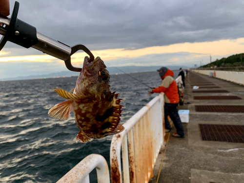 ガシラの釣果