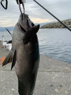 メジナの釣果