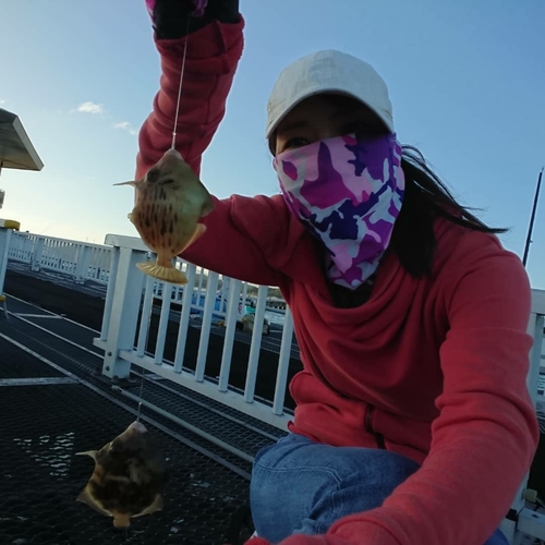 カワハギの釣果