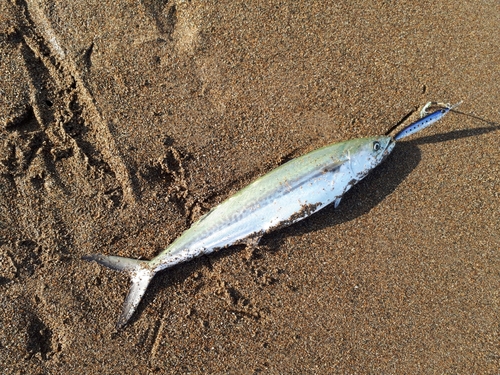 サゴシの釣果