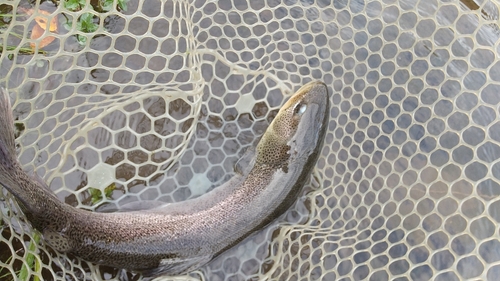 イトウの釣果