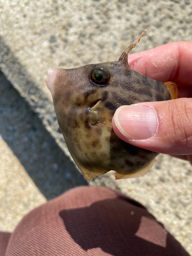 カワハギの釣果