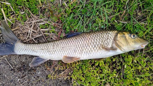 ニゴイの釣果