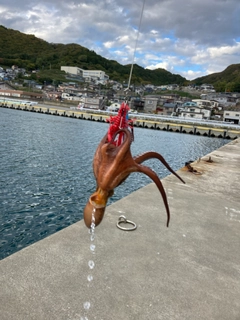 タコの釣果