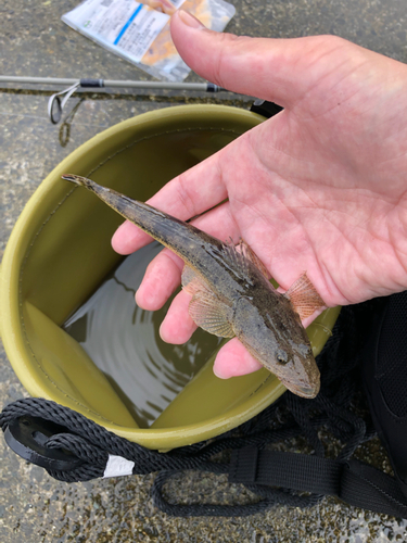 コチの釣果