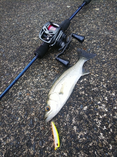 セイゴ（マルスズキ）の釣果