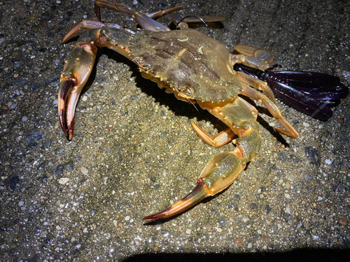 カニの釣果