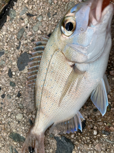 チダイの釣果