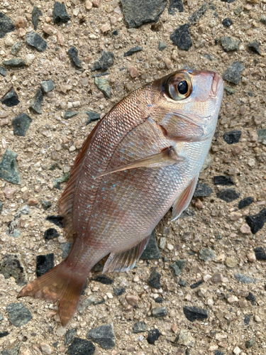 チダイの釣果