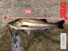 シーバスの釣果