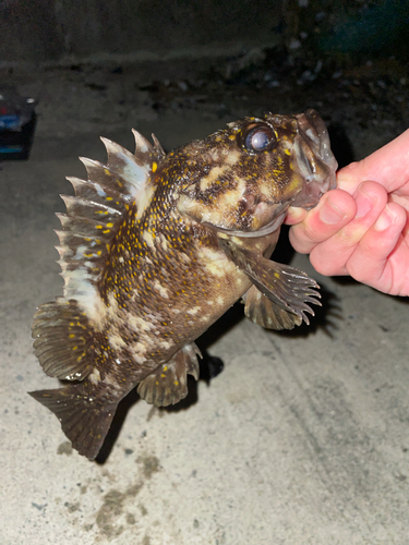 オウゴンムラソイの釣果