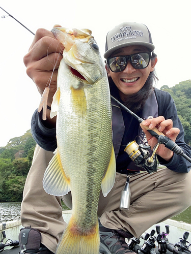 ブラックバスの釣果