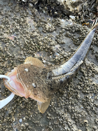 マゴチの釣果