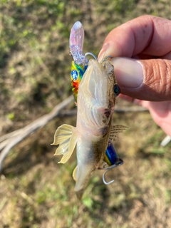 マハゼの釣果