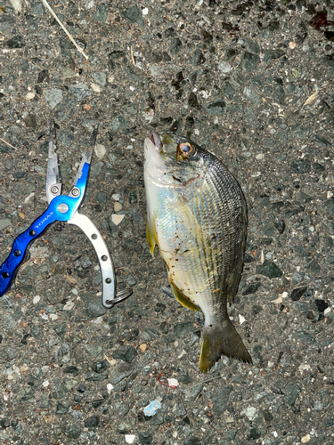 ヘダイの釣果