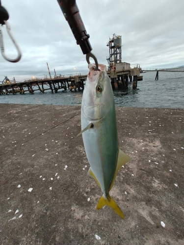 ハマチの釣果