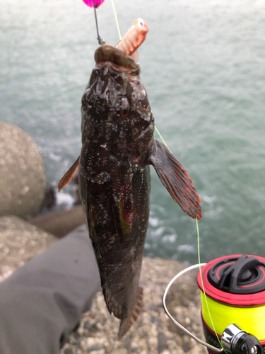 アブラコの釣果