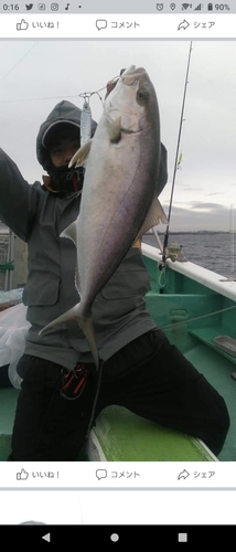 カンパチの釣果