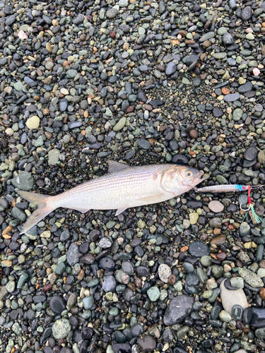 コノシロの釣果