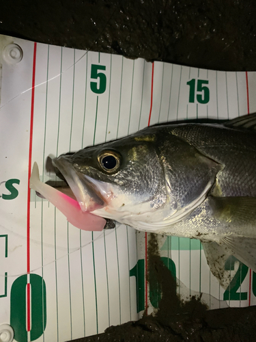 シーバスの釣果