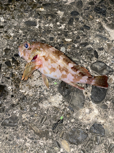 カサゴの釣果