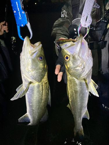 シーバスの釣果