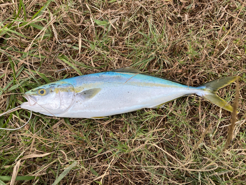 イナダの釣果