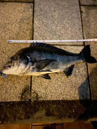 チヌの釣果