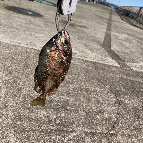 アイゴの釣果