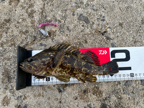 タケノコメバルの釣果