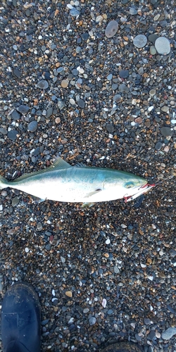 ハマチの釣果