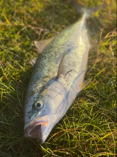 イナダの釣果