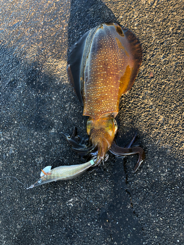 アオリイカの釣果