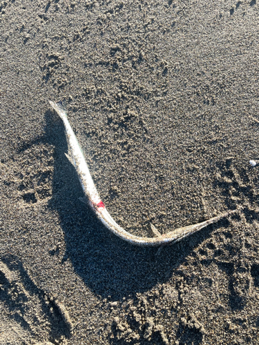 ダツの釣果