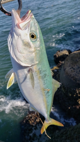 イナダの釣果